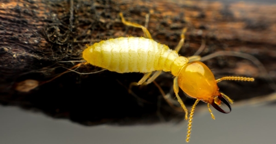 termite