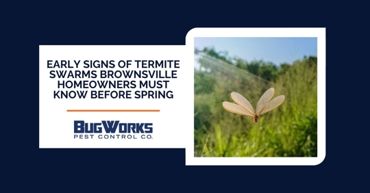 Flying termite trapped in a web