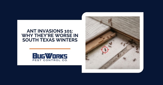 Target locked on ant