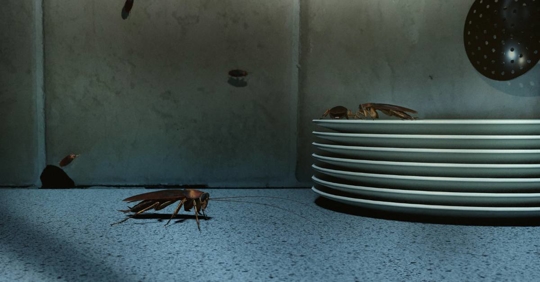 Cockroaches on kitchen counter