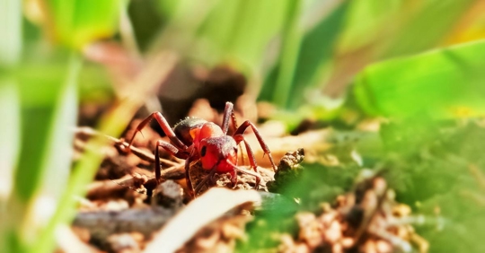Fire ant crawling on the ant hill