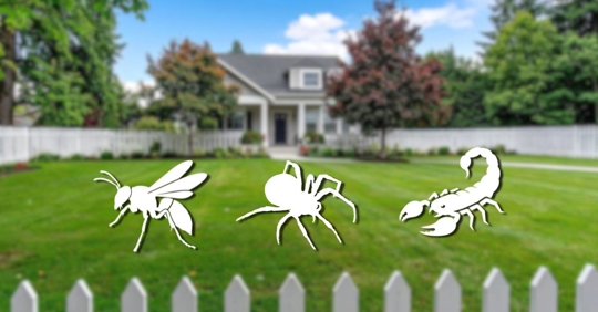 Yard with silhouettes of a wasp, spider, and scorpion