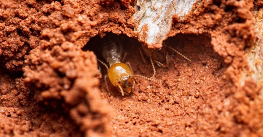 Termite soldier emerging from a mud tunnel
