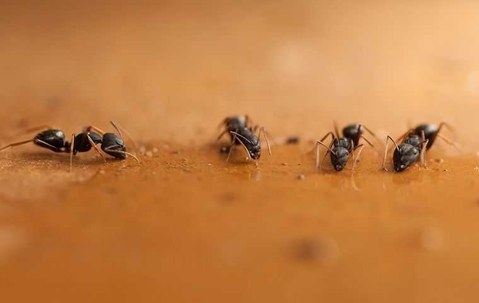 ants drinking spilled water
