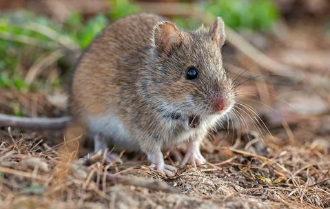 house mouse in a field