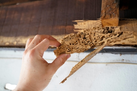 termite damage in home