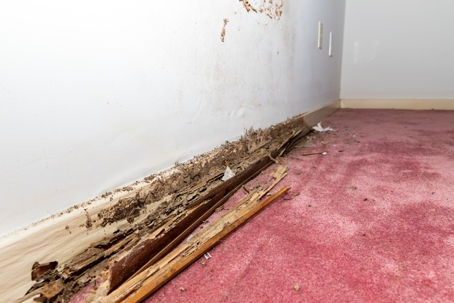 baseboard damaged by termites