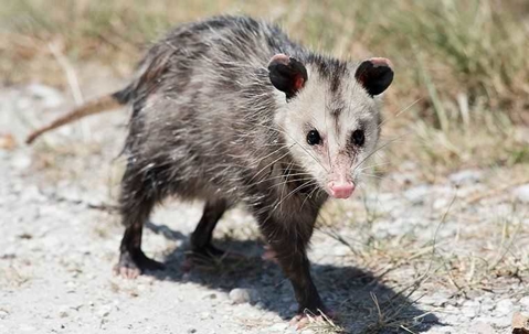 a opossum walking on a rocky ground