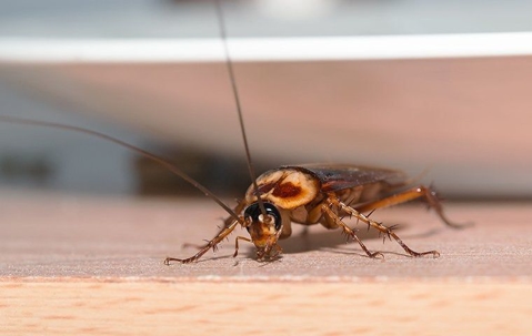American Cockroach crawling on a kitchen counter.