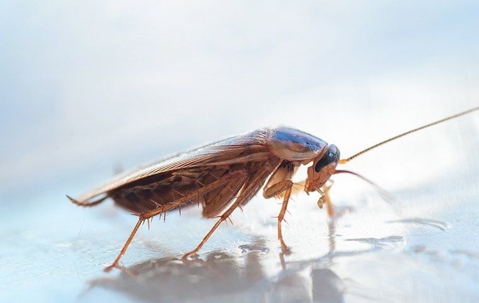 Cockroach crawling on a wet floor.