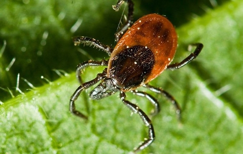 Tick crawling on a leaf.