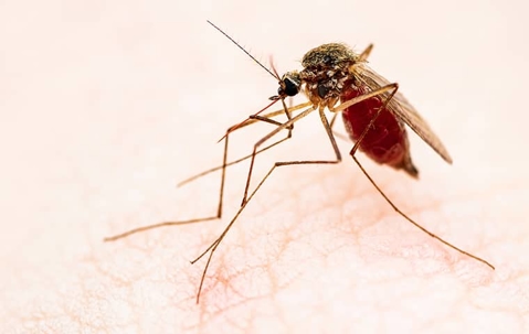 Mosquito biting someone's skin and drinking blood.