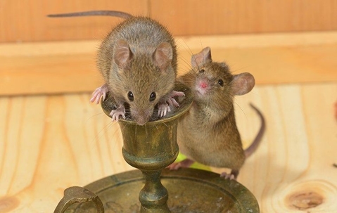 Rodents playing on an empty candle stick holder.