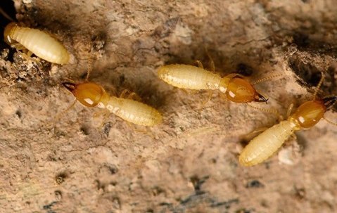 Termites infesting wood.
