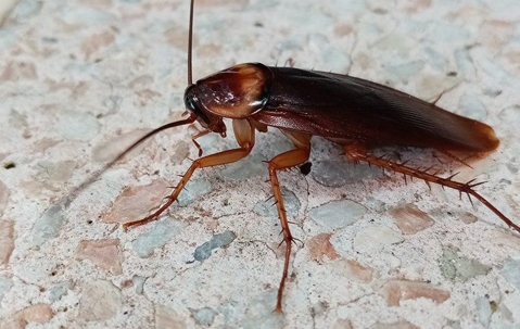 Cockroach crawling on the floor.