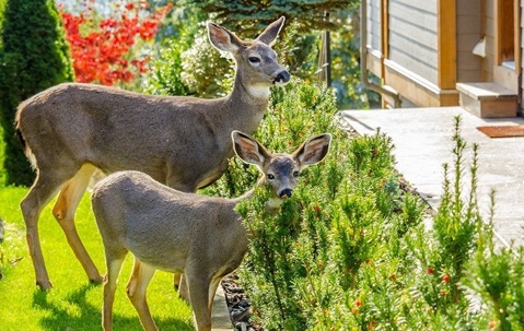 Couple of deer near a home.