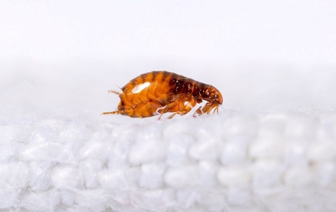 Flea crawling on fabric.