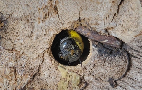Carpenter Bee in a hole on a tree.