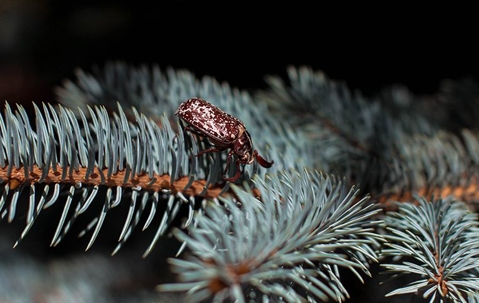Bug crawling on a Christmas tree.
