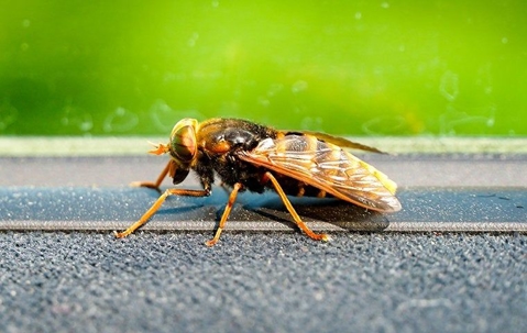 Hornet crawling near a window.