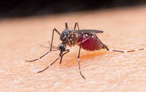 Mosquito biting someone's skin and drinking blood.