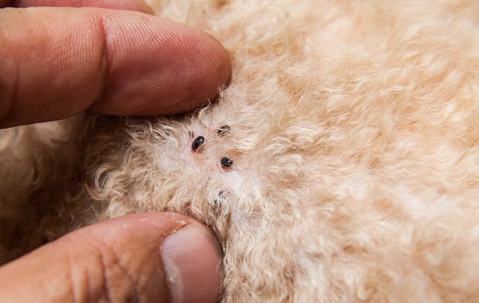 Man inspecting a dog's light fur for fleas and finding three.