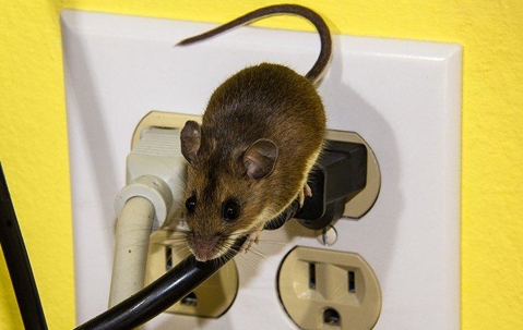 Brown mouse balancing on a power cord plugged into an electrical outlet.