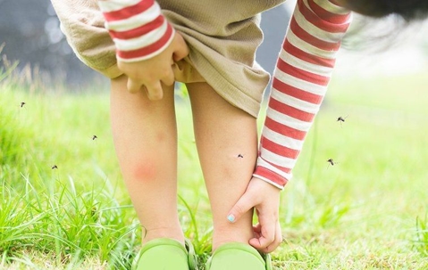 Mosquitoes flying around a green grassy area and biting a small girl's legs during the summer.