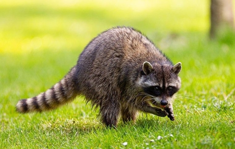 Large raccoon scavenging for food on a vast green field.