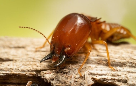 Termite on wood.