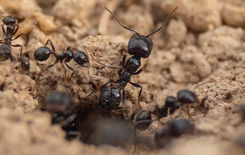 Ants coming out of a hole.
