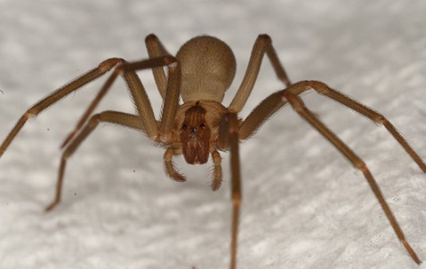 Brown Recluse Spider crawling in a bathroom.