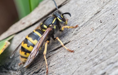 Wasp on wood.