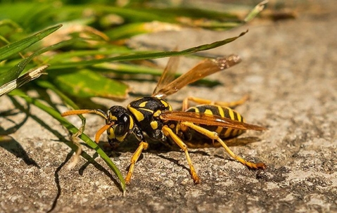 Hornet on the ground near green grass.