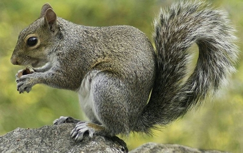 Gray squirrel eating and perched on a rock.