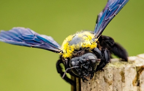 Carpenter Bee landing on a wooden pole.