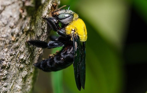 Carpenter Bee making hole on a tree.
