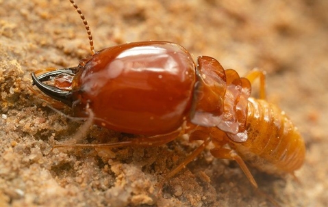 Termite crawling on infested wood.