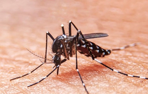 Mosquito biting someone's skin and drinking blood.