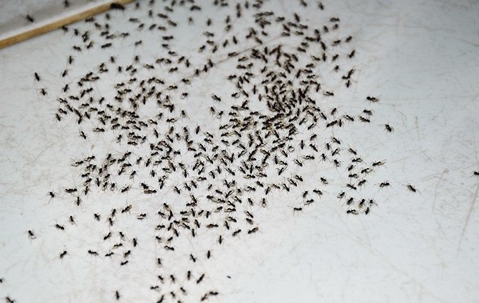 Ants infestation in a home.