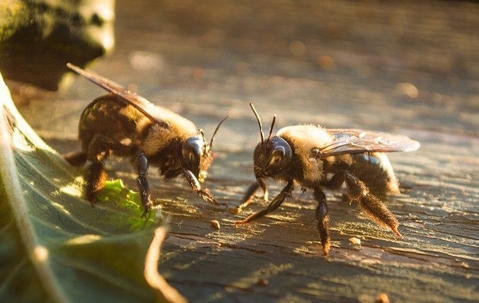 Two bees on a wooden surface near vegetation.