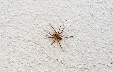 Brown spider crawling on a white wall.