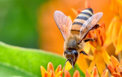 Bee hovering over golden yellow flowers.