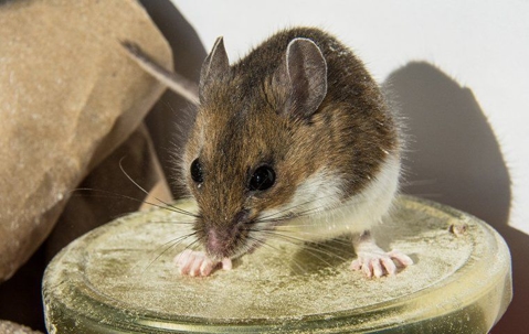 Small brown mouse on top of a metal jar lid inside a pantry.