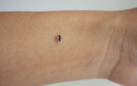 Mosquito biting someone's arm.