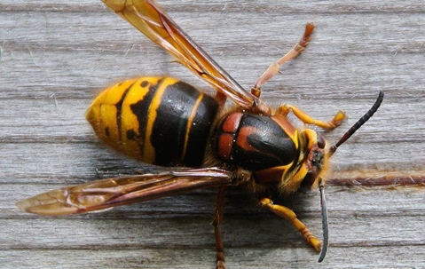 Hornet crawling on a wooden surface.