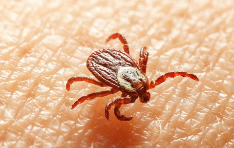 Tick crawling on someone's skin.