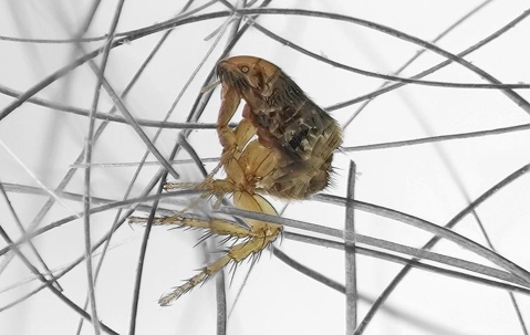 Flea crawling on hair.