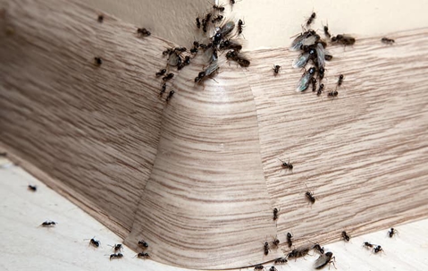 Ants infestation on a floor and corner wall.