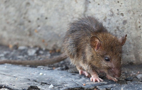 Scrappy brown mouse outdoors near a wall.